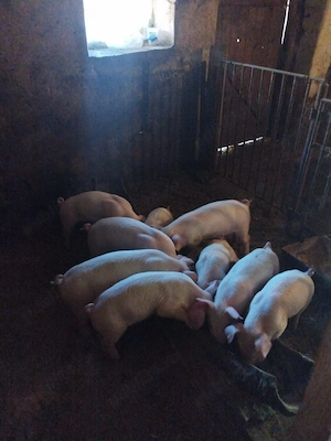 Vând purcei - imagine 3