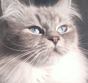 Ragdoll, fetiță sterilizată 