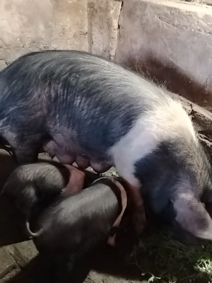 Vand scroafa cu purcei 