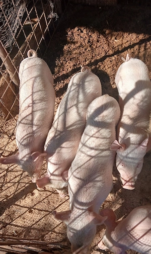 Purcei de vânzare  - imagine 2