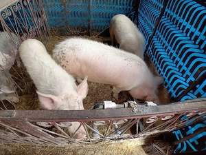 porci de diferite mărimi  - imagine 4