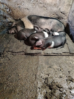 Vand purcei rasa bazna  - imagine 3