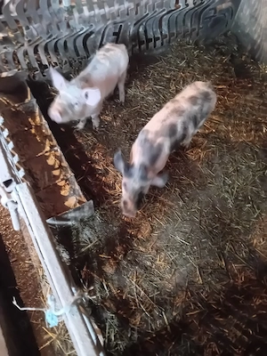 porci de diferite mărimi  - imagine 5