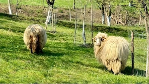 Vand berbec , rasa turcana - imagine 5