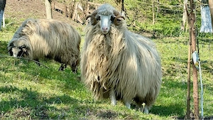 Vand berbec , rasa turcana