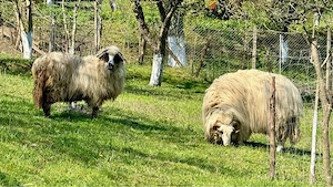 Vand berbec , rasa turcana - imagine 3