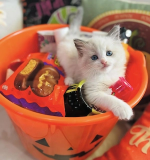 Norvegiana de pădure siberiană de padure