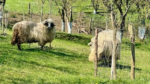 Vand berbec , rasa turcana - imagine 4