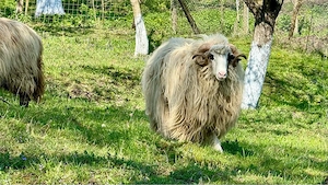 Vand berbec , rasa turcana - imagine 2