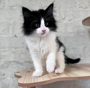 Norvegiana de pădure siberiană de pădure motănel 