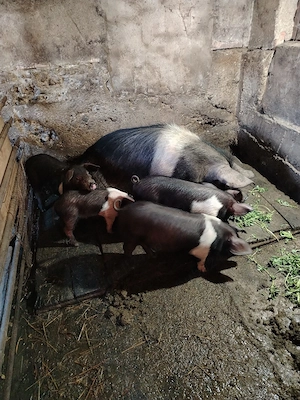 Vand purcei rasa bazna  - imagine 2