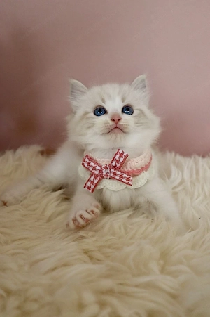 Ragdoll fetița superbă 