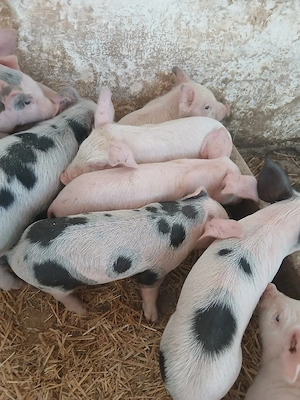 purcei 210 lei  - imagine 4