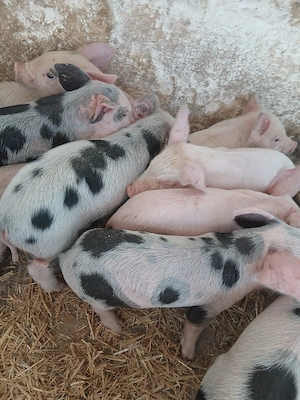 purcei 210 lei  - imagine 5