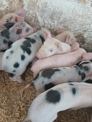 purcei 210 lei  - imagine 3