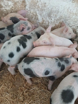 purcei 210 lei  - imagine 2