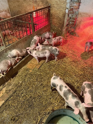 Purcei Pietrain Belgian