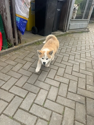 Akita Inu,  puiuți pufoși și drăgălași - imagine 4