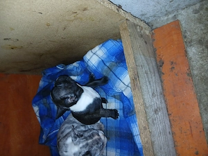 Vind catelusa buldog francez  - imagine 2