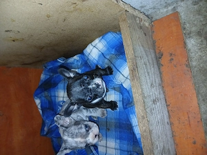 Vind catelusa buldog francez  - imagine 3