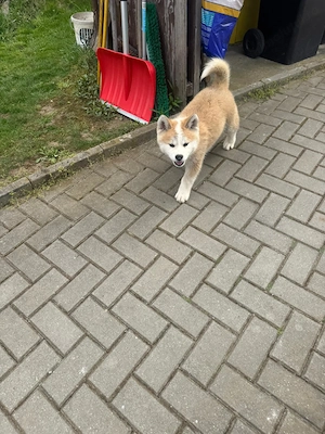 Akita Inu,  puiuți pufoși și drăgălași - imagine 2