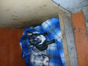 Vind catelusa buldog francez 