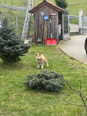 Akita Inu,  puiuți pufoși și drăgălași - imagine 3