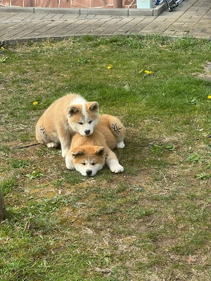 Akita Inu,  puiuți pufoși și drăgălași