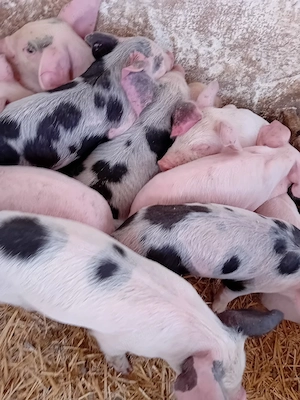 purcei 210 lei - imagine 4