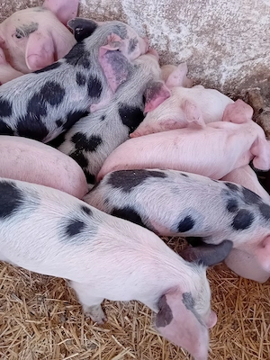 purcei 210 lei - imagine 5