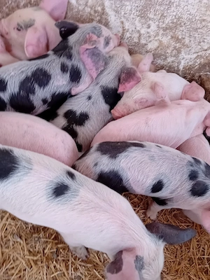 purcei 210 lei - imagine 2