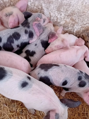 purcei 210 lei - imagine 3