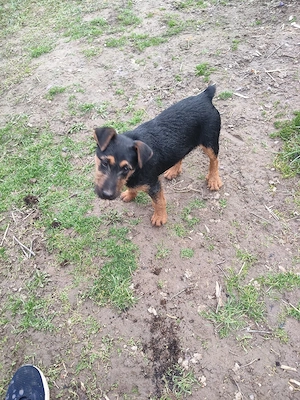 Rasa Jakterier  - imagine 2