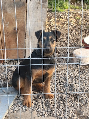 Rasa Jakterier  - imagine 3