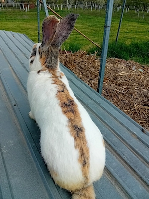 Vând mascul fluture german pestriț tricolor - imagine 3