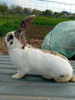 Vând mascul fluture german pestriț tricolor