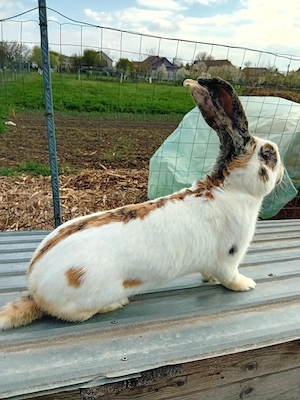 Vând mascul fluture german pestriț tricolor - imagine 2