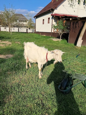 capră albă de banat vând 1100 lei - imagine 2