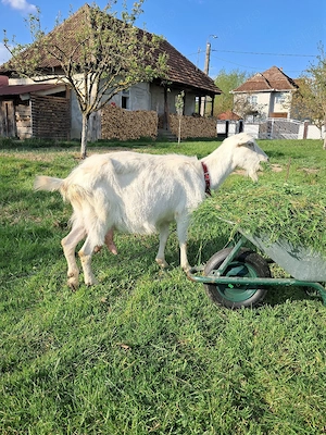 capră albă de banat vând 1100 lei - imagine 3