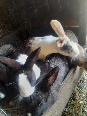 Iepuri de vânzare   sănătoși, crescuți natural