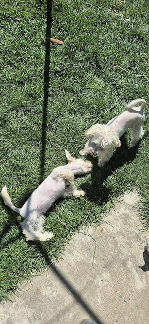 bishon maltez femele