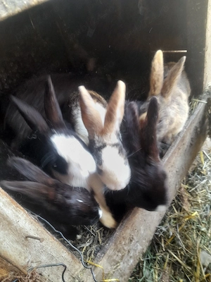 Iepuri de vânzare   sănătoși, crescuți natural - imagine 3