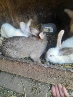 Iepuri de vânzare   sănătoși, crescuți natural - imagine 4