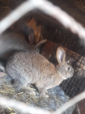 Iepuri de vânzare   sănătoși, crescuți natural - imagine 2