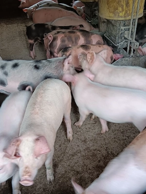 Purcei De Vânzare 15-30 kg  - imagine 3