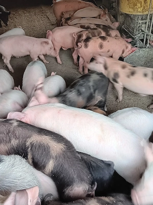 Purcei De Vânzare 15-30 kg  - imagine 3