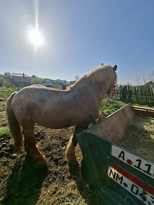 Cal de vanzare  - imagine 2