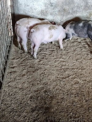 Purcei de vânzare  - imagine 4