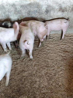 Purcei de vânzare  - imagine 3