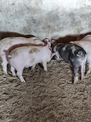 Purcei de vânzare  - imagine 2